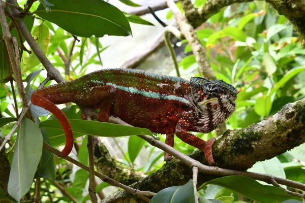 madagascar-4638612_1280